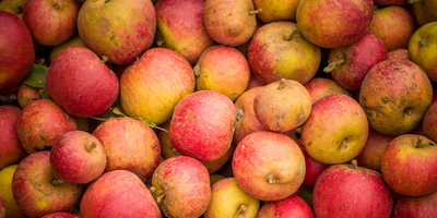 Close‑up spread of freshly harvested red and yellow cider apples showing natural variations in colour and texture Close‑up spread of freshly harvested red and yellow cider apples showing natural variations in colour and texture